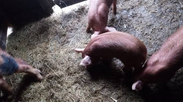 Red Wattle piglets 1