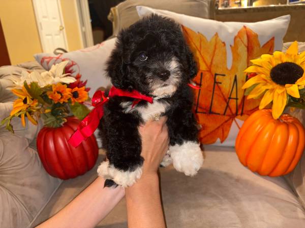 Multipoo (Hollywood)64288710683779120