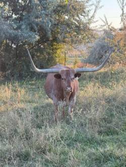 Longhorn Cow 1