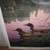 Kim Norlien - Northern Splendor - Loons 24 x 18 Inches 2 thumbnail