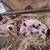 Yorkshire Hampshire piglets pigs pig 7 thumbnail