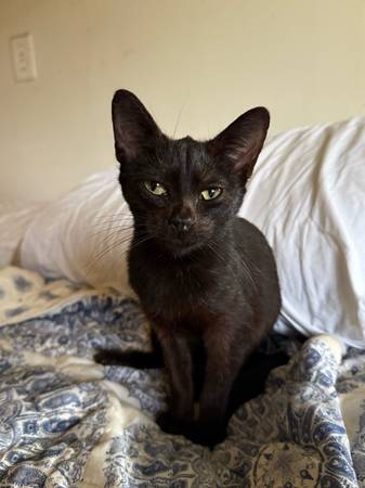 Lost black cat 1