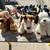 Stuffed animals 1 thumbnail