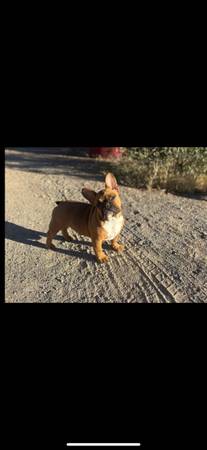 Perra bóxer francesa (Las Cruces)63834020564609122
