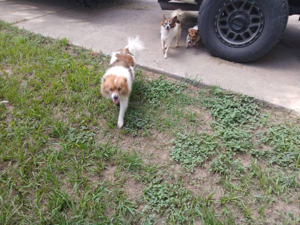 Papillion/Peke X63839343770371120