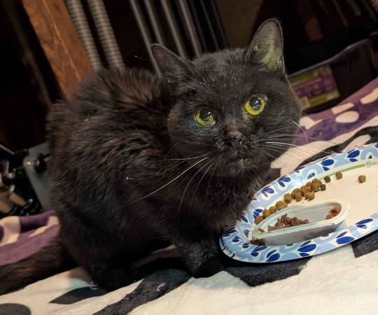 FOUND BLACK CAT (Spring Lake Park)64203735802882120