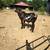Bull for sale 2 thumbnail