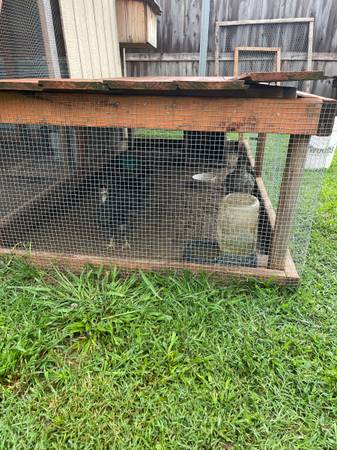 Free chickens 1