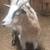 Nanny goats an doeling all four together 4 thumbnail