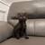 Black kitten 1 thumbnail