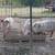 BBQ pigs 2 thumbnail