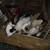 Meat rabbits 1 thumbnail