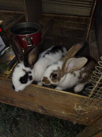 Meat rabbits 1