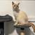 Two Bonded Cats 5 thumbnail