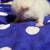 Himalayan kittens 11 thumbnail