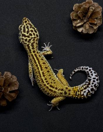 Geckos63831052662915121