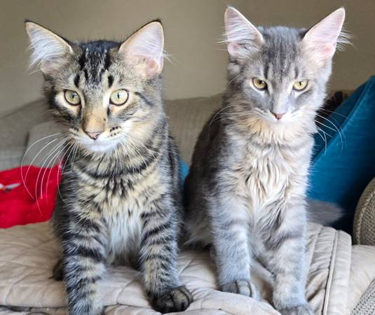 Two Adorable 4-Month-Old Brother Kittens – Vaccinated, Very Sweet! (Saint Paul)64050715938435121