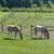 Young gelding 2 thumbnail