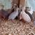 Guinea Keets.  Whites and a assortment of other colors 1 thumbnail