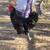 Black Australorp Roo 1 thumbnail