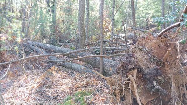 Free trees for Board Floor Saw Mill (Fairview)64145662985218123