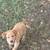 Lab puppy yellow Male 7 thumbnail