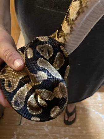 Ball Python Corn Snake y recintos (Graceville)63871469993987122