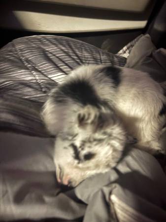 Nigerian bottle baby 1