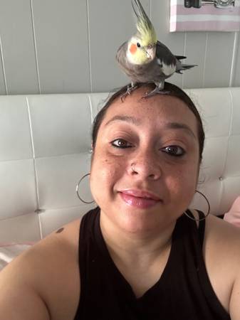 Lost bird (cockatiel) 1