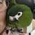 Hahns Macaw 2 thumbnail