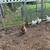 Silkies 1 thumbnail