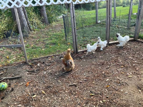 Silkies 1