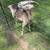 Milk Goats in Milk - Dairy Goats $950 for the herd 4 thumbnail