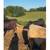 12 Black Heifers/3 Steer 6 thumbnail