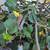 I258 fig tree with fruit 20g 3 thumbnail