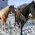 7 yr old grade kentucky mountain saddle horse mare 4 thumbnail
