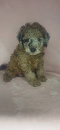 Mini Golden Doodles (Clinton)5255270680140390412