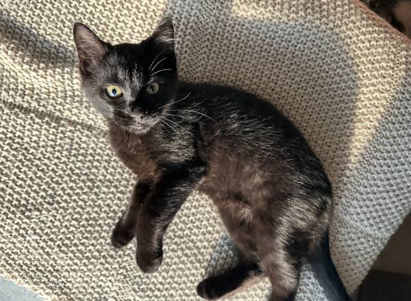Small rehoming fee (Downtown, Omaha)63670840930051120