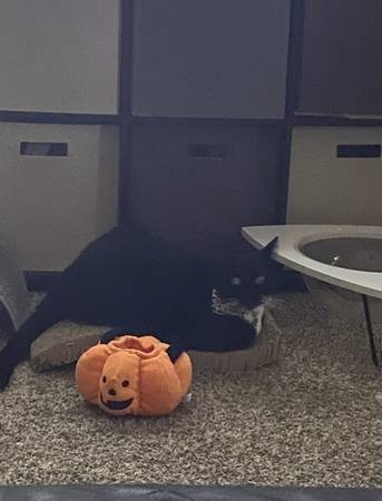 Tuxedo cat for rehoming 1