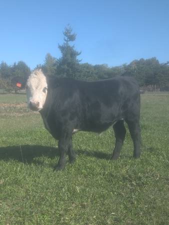 Angus cross steer 1