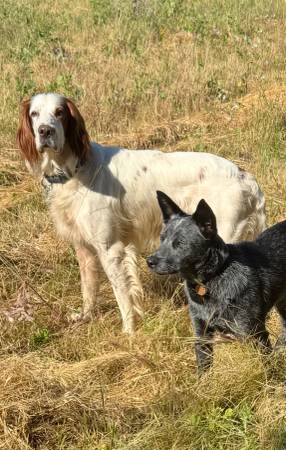 PERRO SETTER PERDIDO - ¡Encontrado! (Oak View)63952982388739120