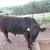 Pure Bred DB/DP Limousin Bulls 3 thumbnail