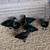 Bantam Call Ducks 12 thumbnail