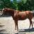 Quarter horse gelding 11 thumbnail