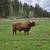 Scottish highland Bull 1 thumbnail