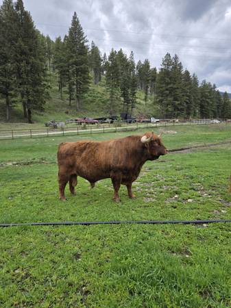 Scottish highland Bull 1