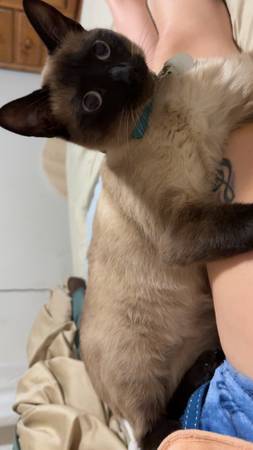 My sweet girl is missing (Youngsville)63980296514563123