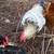 ***RABBITS & CHICKENS & QUAILS, OH-MY!*** 9 thumbnail