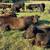 Wagyu cattle 4 thumbnail