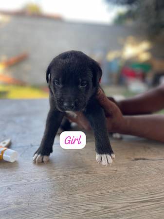 Rehoming puppies (Norwalk)63893600786178121